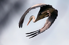 Uccelli